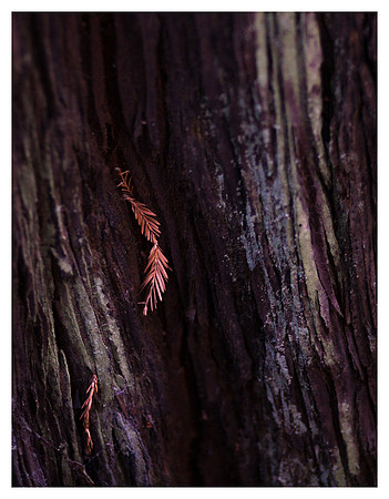 Needle and Crevice, Limekiln State Park, CA