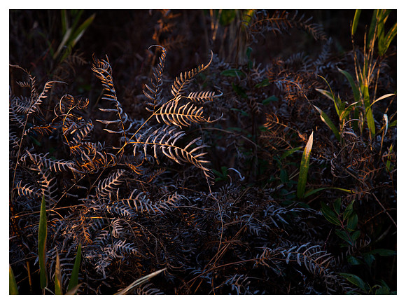 Forest Ground Cover, Sunset, Croatan National Forest, NC