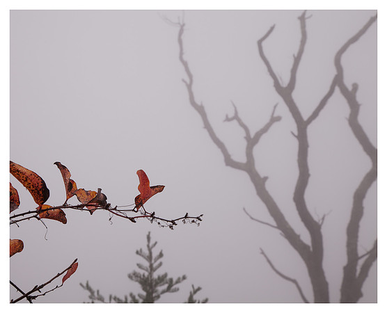 Trees in Fog, Linville Gorge Wilderness Area, Pisgah National Forest, NC