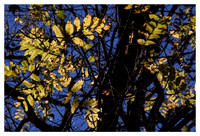 Backlit Leaves, Morning, Great Smoky Mountains National Park, NC
