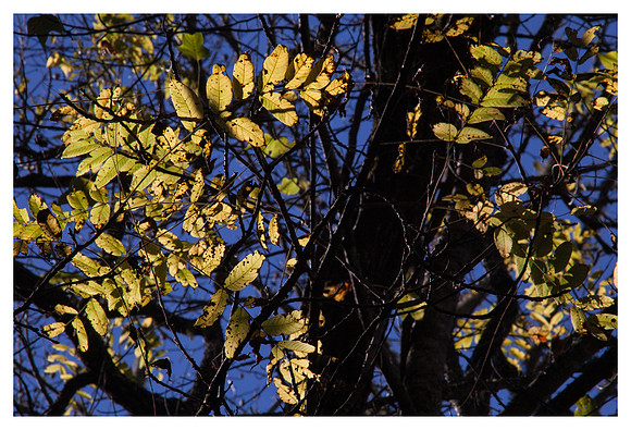 Backlit Leaves, Morning, Great Smoky Mountains National Park, NC