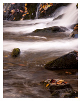 Leaves, Indian Creek Falls, Autumn, Great Smoky Mountains National Park, NC