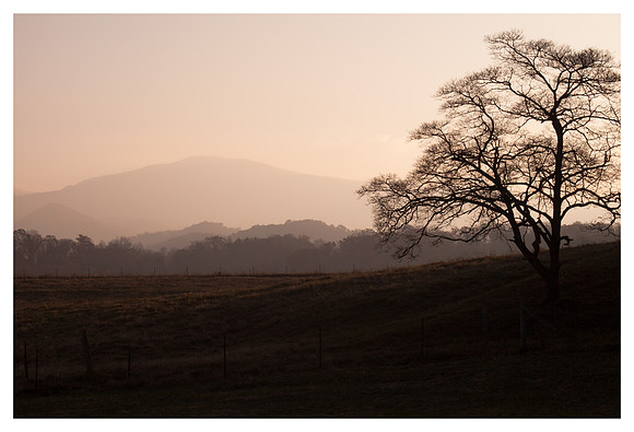 Oak Tree, Morning, Near Franklin, NC