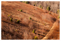 Trees, Shrubs, Shadows, Watauga County, NC