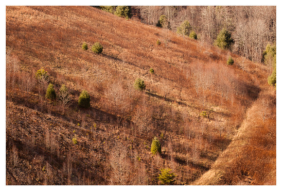 Trees, Shrubs, Shadows, Watauga County, NC