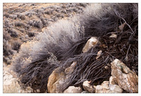 Shrub and Rock Detail, Antelope Island State Park, UT