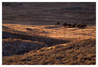 Buffalo, Valley, Antelope Island State Park, UT