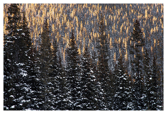 Trees, Sunset, Arapaho National Forest, CO
