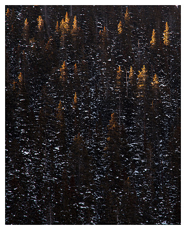 Tree Tips, Sunset, Arapaho National Forest, CO