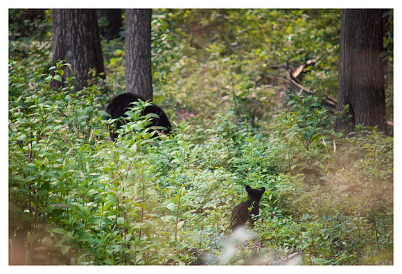Black Bear Mother and Cub, Asheville, NC
