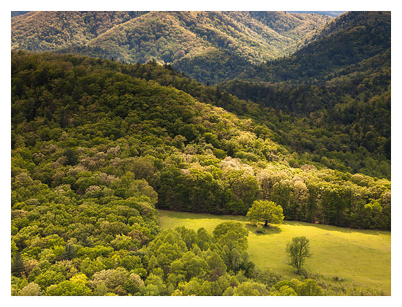 Meadow, Oak Tree, Hot Springs, NC