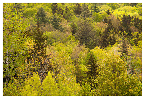 Tree Diversity, Spring, Green Mountain National Forest, VT