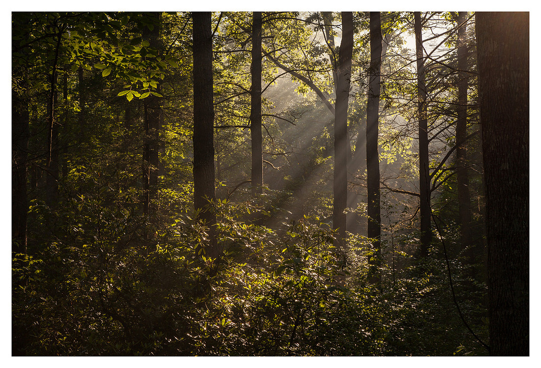Sun Beams, Curtis Creek Area, Pisgah National Forest, NC