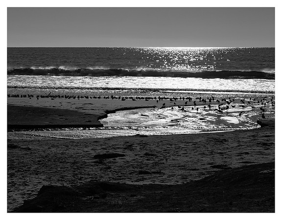 Sea Birds, Tide Pool, Big Basin Redwoods State Park, CA