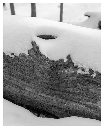 Fallen Tree, Snow, William B. Umstead State Park, NC