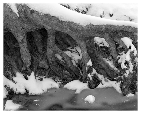 Root Detail, Creek, William B. Umstead State Park, NC