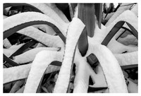 Agave in Winter, Historical Oakwood, Raleigh, NC