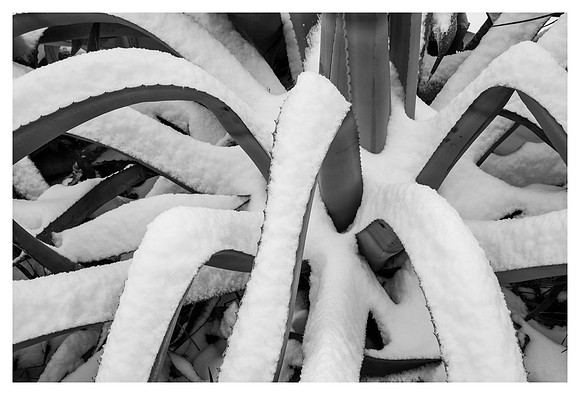 Agave in Winter, Historical Oakwood, Raleigh, NC