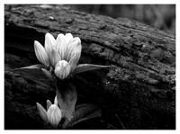 Wildflower, Linville Gorge Wilderness Area, Pisgah National Forest, NC
