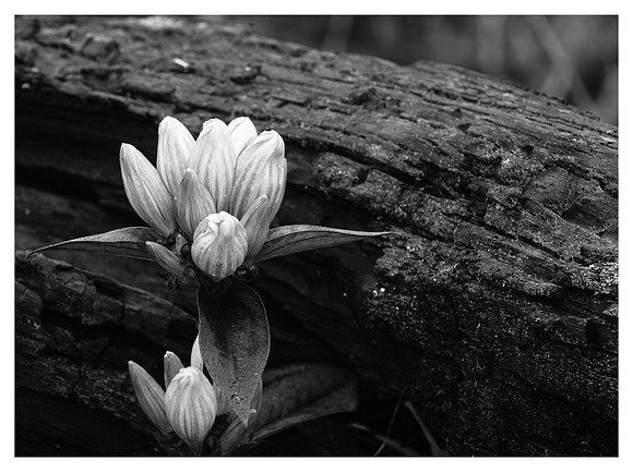 Wildflower, Linville Gorge Wilderness Area, Pisgah National Forest, NC