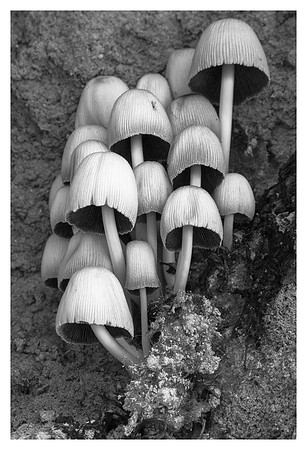 Mushroom Cluster #1, Big Ivy Area, Pisgah National Forest, NC