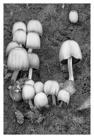 Mushroom Cluster #2, Big Ivy Area, Pisgah National Forest, NC