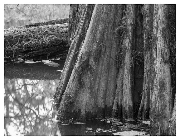 Cypress Trunk Detail, Wise Lake, Congaree National Park, SC