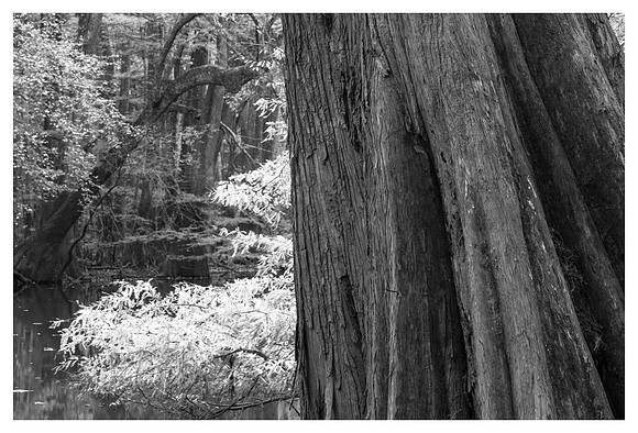 Cypress Trunk, Foliage, Wise Lake, Congaree National Park, SC