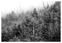 Tree Layers, Fog, Mt. Mitchell State Park, NC