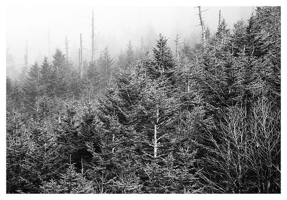 Tree Layers, Fog, Mt. Mitchell State Park, NC