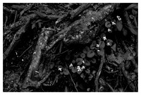 White Wild Flowers, Roots, Upper Whitewater Falls, Nantahala National Forest, NC