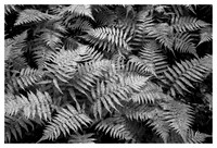 Wet Ferns after Rain, Curtis Creek Area, Pisgah National Forest, NC