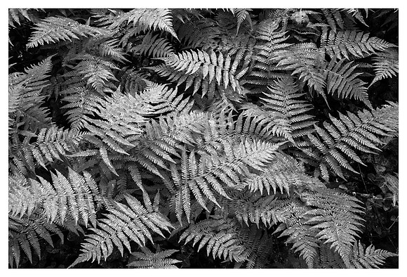 Wet Ferns after Rain, Curtis Creek Area, Pisgah National Forest, NC