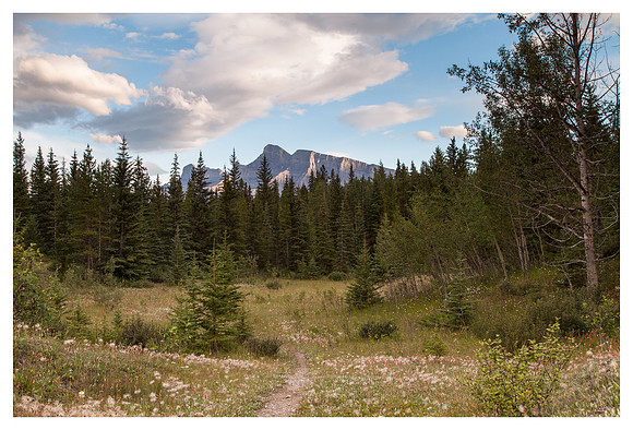 Mount Rundle, Conifers, Banff National Park, Alberta, Canada