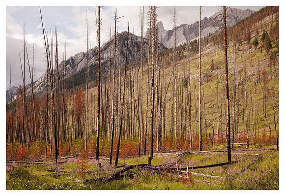 Burnt Trees, Meadow, Mount Ishbel, Banff National Park, Alberta, Canada
