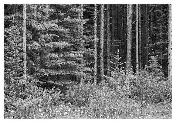 Forest Detail, Along the Bow Valley Parkway, Banff National Park, Alberta, Canada