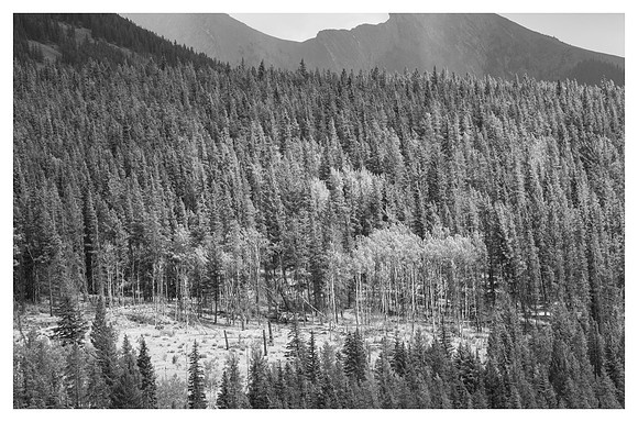 Meadow, Aspen Grove, Banff National Park, Alberta, Canada