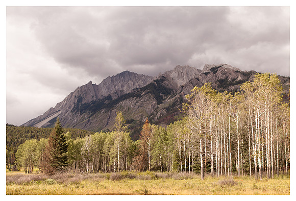 Mt. Ishbel, Aspens, Banff National Park, Alberta, Canada