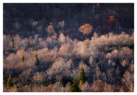 Fall Color, Evening Light, Graveyard Fields, Blue Ridge Parkway, NC