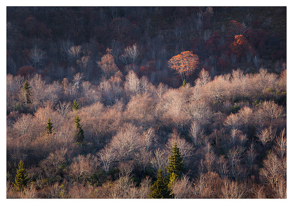 Fall Color, Evening Light, Graveyard Fields, Blue Ridge Parkway, NC