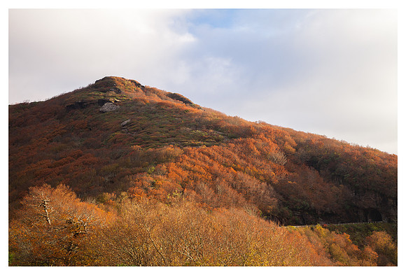Fall Color, Morning, Craggy Gardens, Blue Ridge Parkway, NC