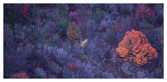 Tree in Peak Change, After Sunset, Black Balsam, Pisgah National Forest, NC