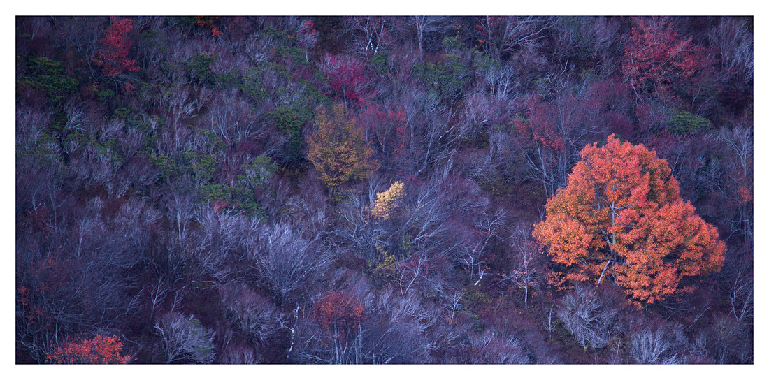 Tree in Peak Change, After Sunset, Black Balsam, Pisgah National Forest, NC