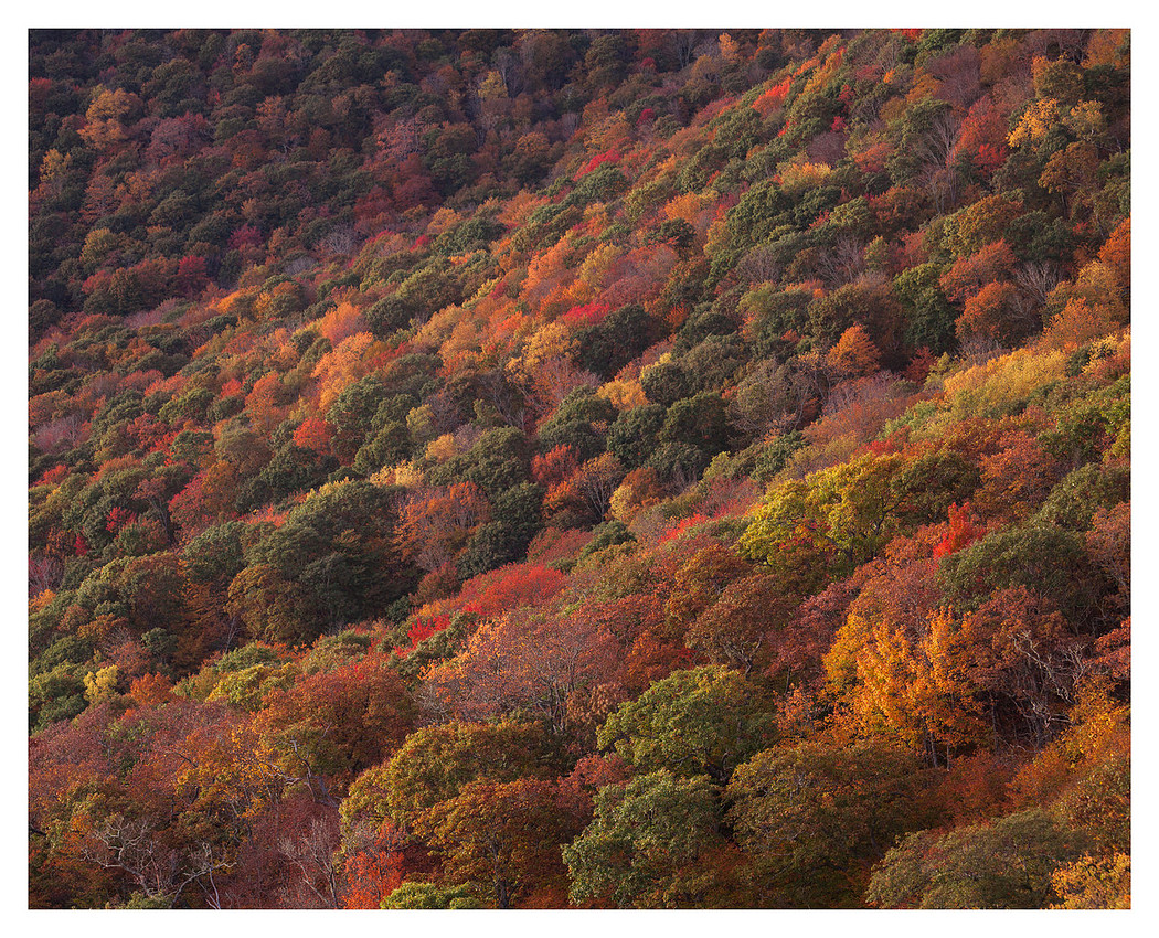 Fall Color Detail, Blue Ridge Parkway, NC