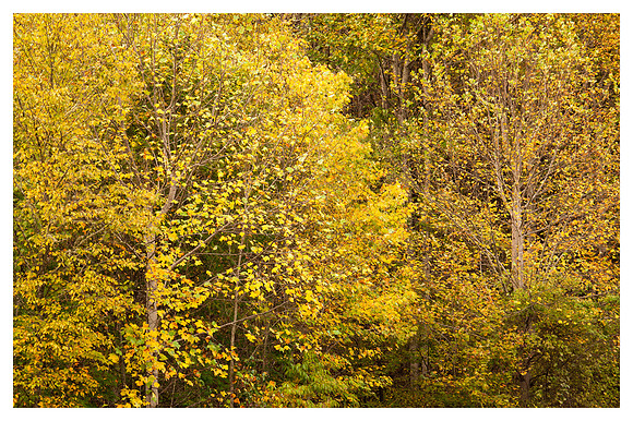 Fall Color Detail, Nantahala National Forest, NC