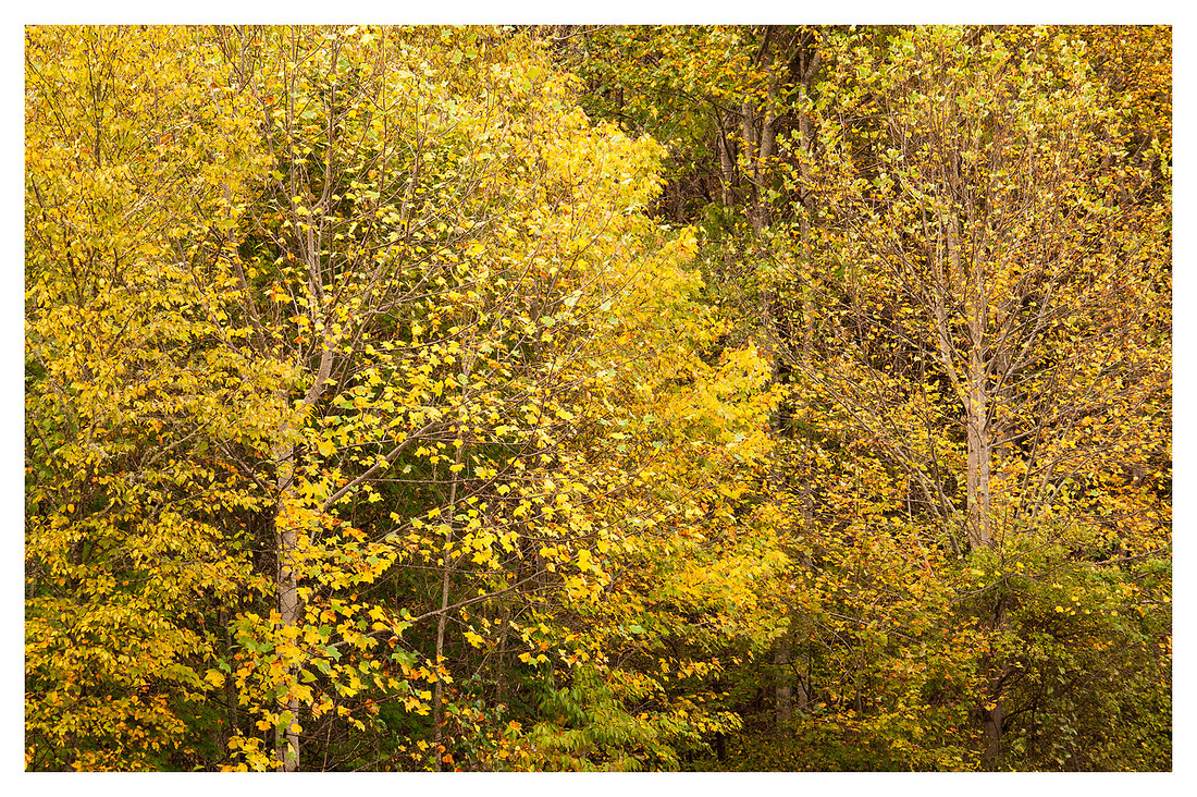 Fall Color Detail, Nantahala National Forest, NC