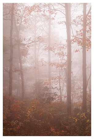 Mist, Fall Foliage, Linville Gorge Wilderness Area, Pisgah National Forest, NC