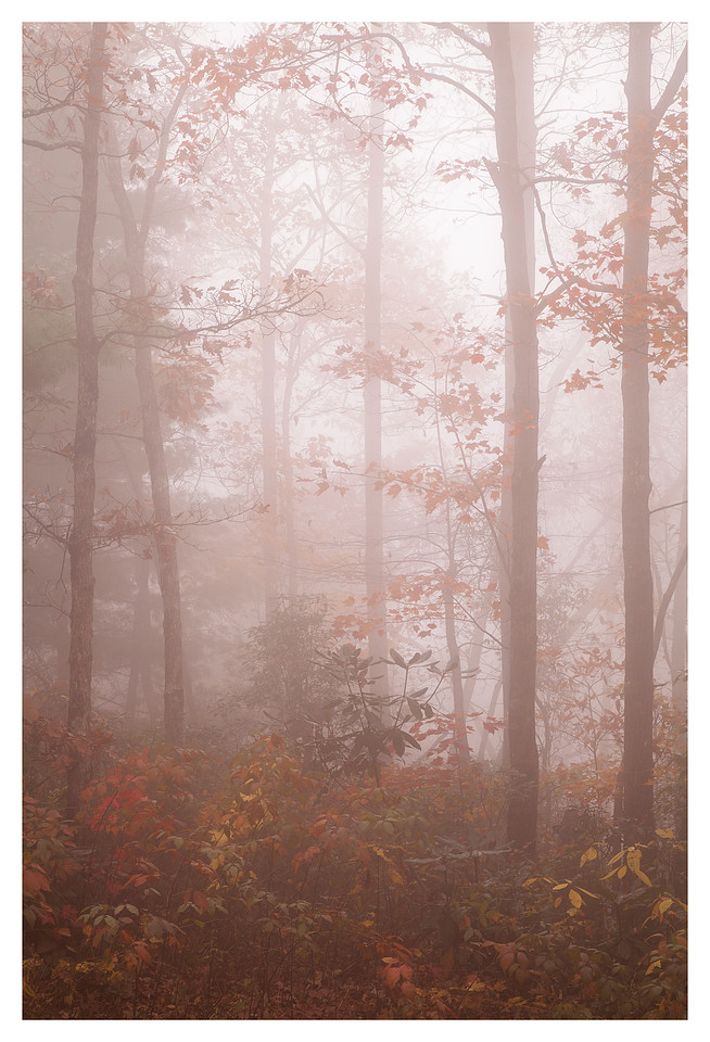 Mist, Fall Foliage, Linville Gorge Wilderness Area, Pisgah National Forest, NC