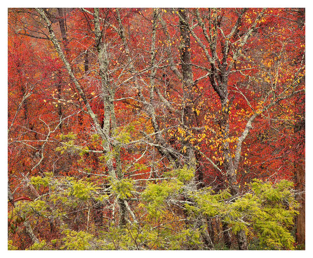 Fall Color Detail, Linville Gorge Wilderness Area, Pisgah National Forest, NC