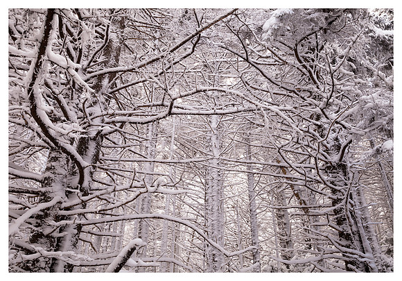 Tree Pattern, Snow, Roan High Knob, Pisgah/Cherokee National Forest, NC/TN